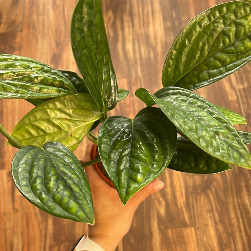 Monstera Peru 4" Live Plant Indoor Houseplant for Home and Office Space Easy Care Beginner Friendly Bright Light Required