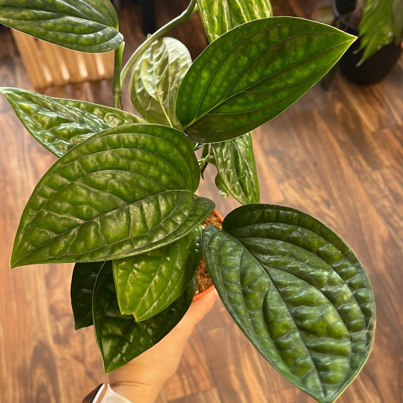 Monstera Peru 4" Live Plant Indoor Houseplant for Home and Office Space Easy Care Beginner Friendly Bright Light Required