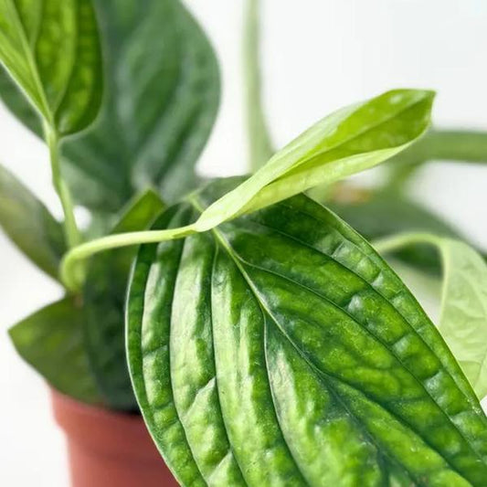 Monstera Peru 4" Live Plant Indoor Houseplant for Home and Office Space Easy Care Beginner Friendly Bright Light Required